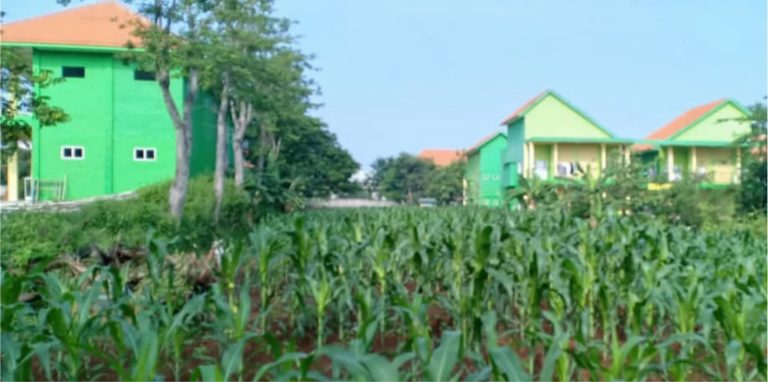 Kuatkan Ketahanan Pangan, Ponpes eLKISI Tanam Jagung